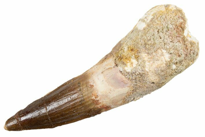 Bargain, Fossil Spinosaurus Tooth - Real Dinosaur Tooth #345921